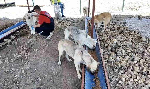 Çanakkale’de sahipsiz hayvanlar için bakımevi ve doğal yaşam alanı açıldı
