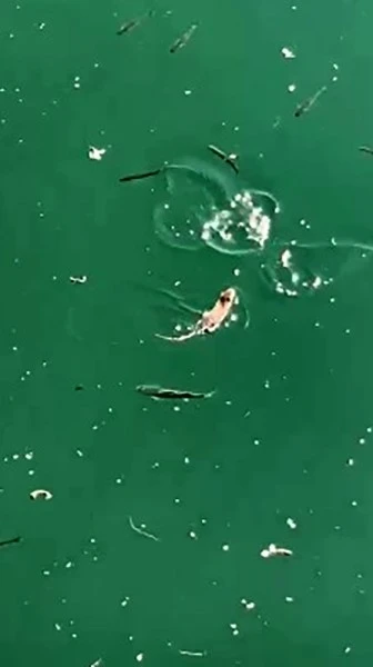 Çanakkale’de sıra dışı anlar
