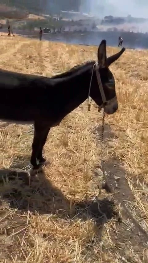Çanakkale’de tarım arazisindeki yangında ağaca bağlı eşeği vatandaş kurtardı
