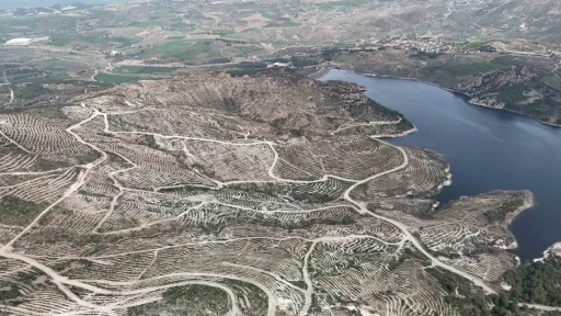 Çanakkale’de yanan ormanlar yangına dayanıklı fidanlarla yeniden yeşerdi
