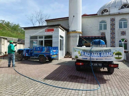 Canik’te kahverengi kokarca ile mücadele
