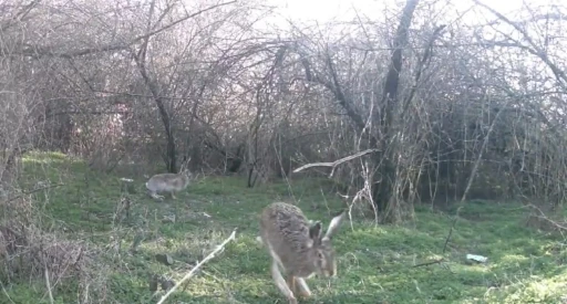 &Ccedil;ankırı&rsquo;da yaban hayatı kamerada
