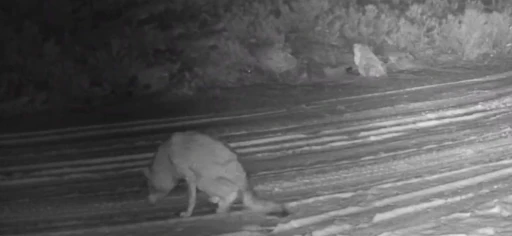 &Ccedil;ankırı&rsquo;da yaralı kurt ve vaşak fotokapanda

