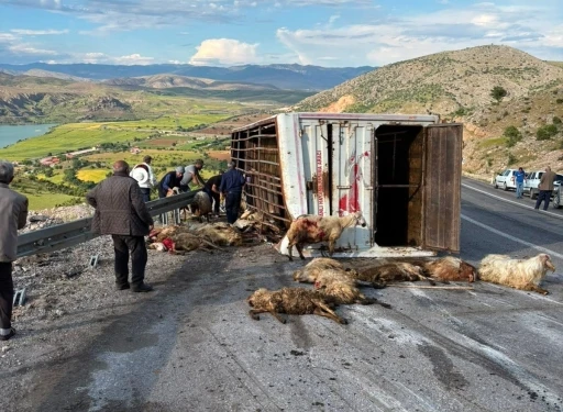 Canlı hayvan taşıyan kamyon kaza yaptı, koyunlar telef oldu
