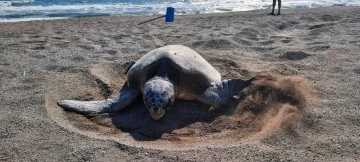 CARETTA CARETTALARIN YUVA SAYISI 700'E ULAŞTI