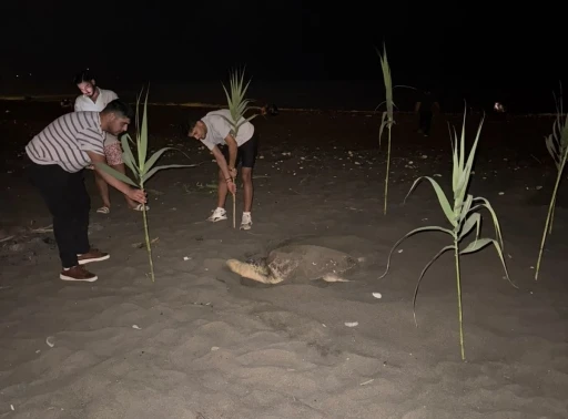 Caretta carettayı yuva yaparken g&ouml;ren gen&ccedil;ler, duyarlılık g&ouml;sterdi &ouml;nlem aldı

