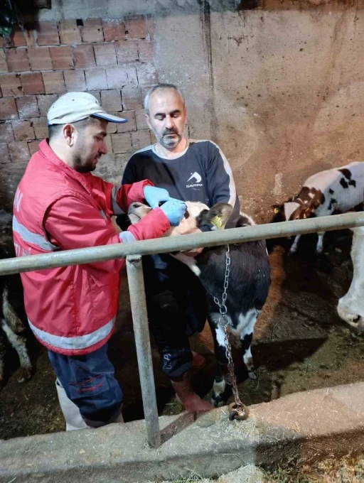 &Ccedil;arşamba&rsquo;da b&uuml;y&uuml;kbaş hayvanlara şap ve brucella aşısı
