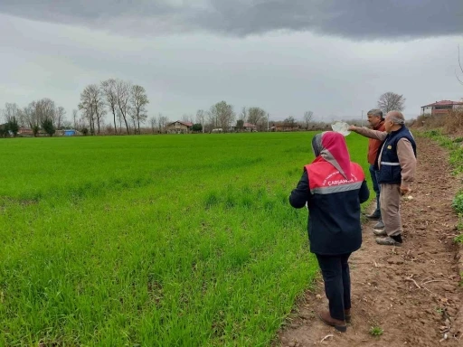 &Ccedil;arşamba&rsquo;da fenolojik g&ouml;zlem ve destekleme &ccedil;alışmaları
