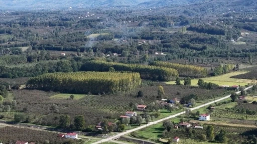 &Ccedil;arşamba Ovası meyvede zirvede
