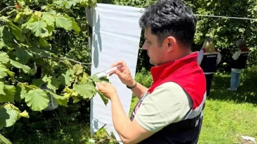 &Ccedil;arşamba Ovası&rsquo;nda kokarcayla m&uuml;cadele
