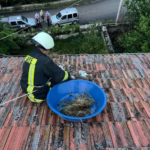 Çatıda mahsur kalan yavru leylekler itfaiye tarafından kurtarıldı
