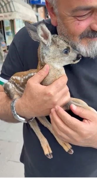&Ccedil;ay bah&ccedil;esinde bulunan yavru karaca doğraya bırakıldı
