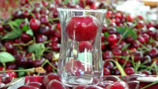 Çay bardağına sığmayan Lapseki kirazında hasat başladı
