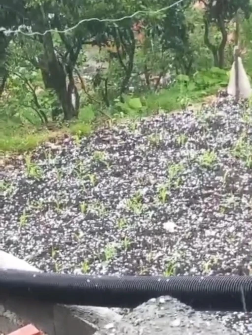 Çay üreticilerine dolu sürprizi
