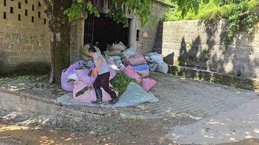 &Ccedil;AYKUR sezonun ilk g&uuml;n&uuml;nde 900 ton &ccedil;ay aldı
