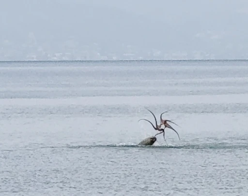 Çeşme sahilinde fokun ahtapot avı
