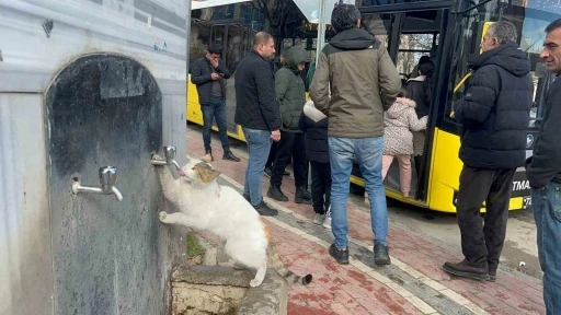 &Ccedil;eşmeye patisini dayayan kedi, vatandaşların musluğu a&ccedil;masıyla kana kana su i&ccedil;ti
