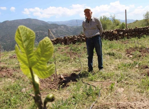 Ceviz ağa&ccedil;ları zirai dondan etkilenen ziraat m&uuml;hendisi &ccedil;&ouml;z&uuml;m&uuml; incirde buldu
