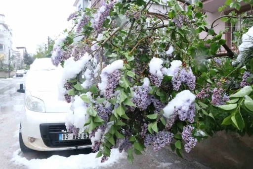 &Ccedil;i&ccedil;ek a&ccedil;an ağa&ccedil;lar kar altında kaldı
