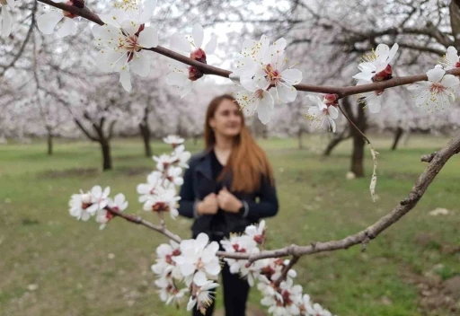 Kayısı Çiçekleriyle Renk Cümbüşü