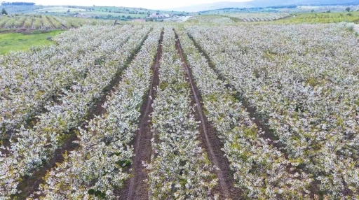 &Ccedil;i&ccedil;ek a&ccedil;an kiraz ağa&ccedil;larının manzarası hayran bıraktı
