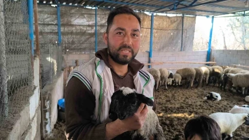 &Ccedil;ift başı ve 4 g&ouml;z&uuml; ile doğan kuzu yaşama tutundu