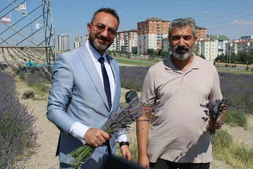 Çiftçilere örnek olması için ekilen lavantanın 4. hasadı yapıldı
