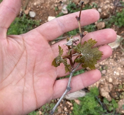 Çiftçilerin cabası yetmedi, don tarım arazilerine büyük zarar verdi
