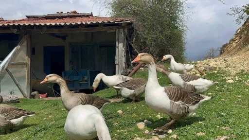 Çiftçilerin gelir kapısı oldu: Kaz yumurtası büyük ilgi görüyor
