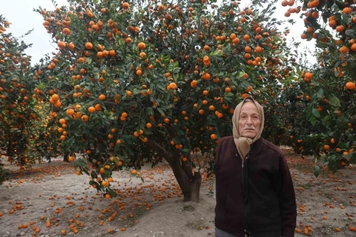 &Ccedil;ift&ccedil;inin dalından bedavaya vermeye razı olduğu mandalina bah&ccedil;elerinde toprak turuncuya d&ouml;nd&uuml;
