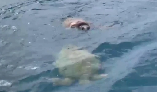 Çifte kumru caretta carettalar balıkçıların kamerasında
