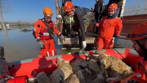 &Ccedil;iftliklerde mahsur kalan hayvanlar botla kurtarılıyor
