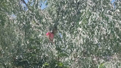 &Ccedil;ıktığı ağa&ccedil;ta mahsur kalan otizmli &ccedil;ocuk itfaiye ekiplerince kurtarıldı
