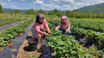 Çilek köyünde hasat başladı
