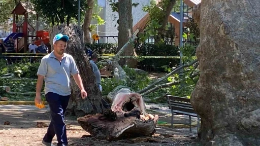Çınar ağacının kırılan dalı üzerine düşen kişi hayatını kaybetti
