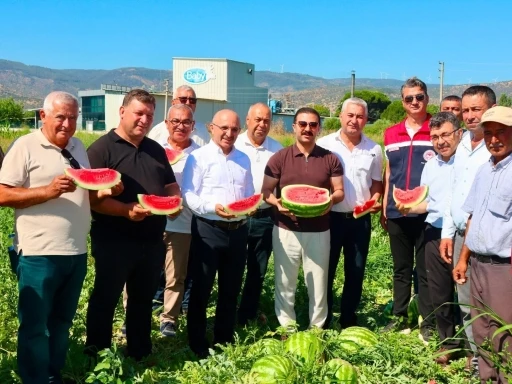 Cincin karpuzunda ilk hasat heyecanı yaşandı
