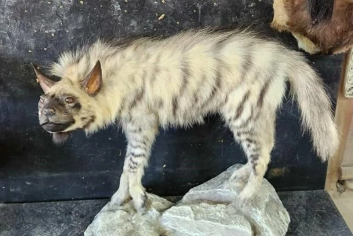 Çizgili sırtlanın tahniti yaptırıldı
