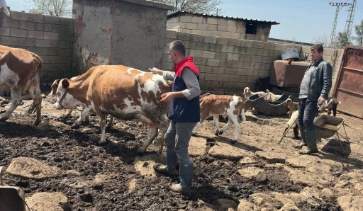 Cizre&rsquo;de hayvan sağlığı i&ccedil;in yoğun mesai
