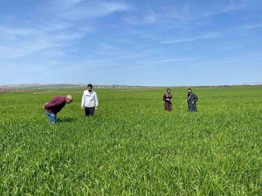 Cizre&rsquo;de tarlalarda &lsquo;s&uuml;ne&rsquo; mesaisi
