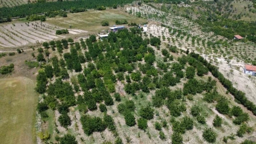 Coğrafi işaretli Demirci kirazında hasat başladı
