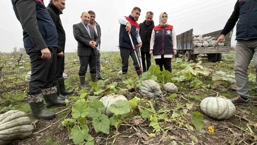 Coğrafi işaretli kestane kabağı hasadı başladı
