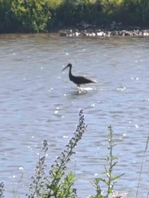&Ccedil;oruh Nehri&rsquo;nde balık avlayan kara leylek kamerada
