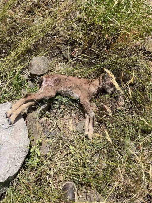 Çoruh Vadisi’nde yaban keçileri tehlike altında
