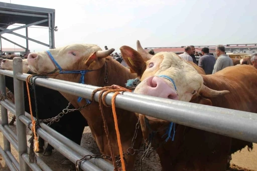 &Ccedil;orum&rsquo;da hayvan pazarında Kurban Bayramı haraketliliği başladı
