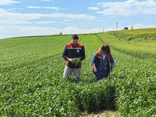 &Ccedil;orum&rsquo;da ilk kez ekilen yerli ve milli buğday umut vaat ediyor
