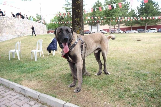 &Ccedil;orum&rsquo;da T&uuml;rk &ccedil;oban k&ouml;pekleri g&ouml;r&uuml;c&uuml;ye &ccedil;ıktı
