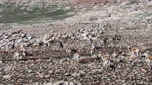 Cudi Dağında ceylan pop&uuml;lasyonu 165&rsquo;e ulaştı

