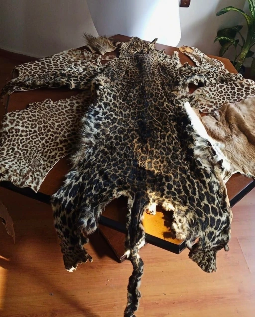 &Ccedil;ukurova Uluslararası Havalimanı&rsquo;nda leopar postu ve baykuş g&ouml;z&uuml; ele ge&ccedil;irildi
