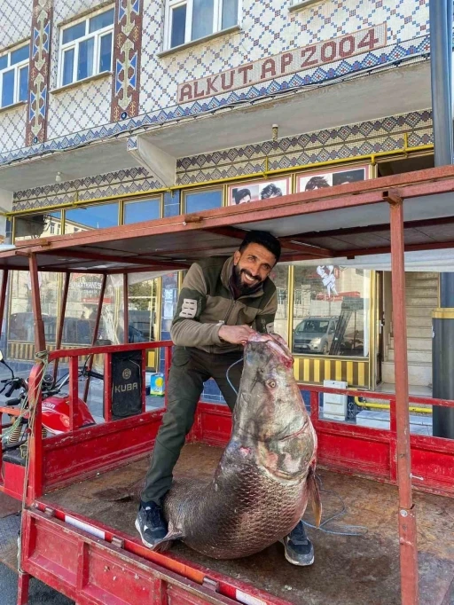 &Ccedil;&uuml;ng&uuml;ş&rsquo;te 100 kiloluk turna balığı yakalandı
