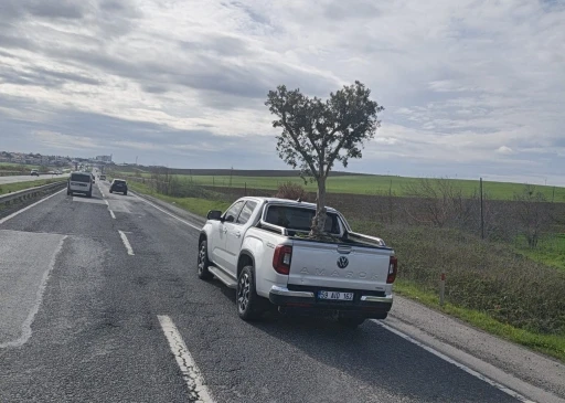 D100&rsquo;de şaşırtan g&ouml;r&uuml;nt&uuml;: Pikapta zeytin ağacı taşıdılar
